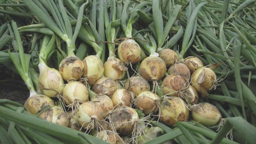 bejo|B-Mox|bejo|_BEJo|bejo